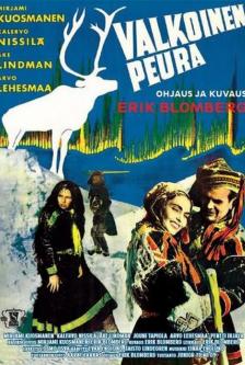 The White Reindeer